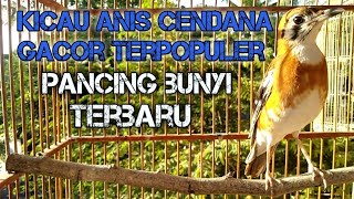 Anis Cendana gacor Pancing bunyi