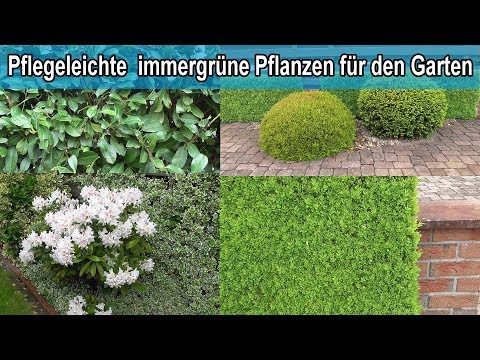 Immergrüne Hecken Pflanzen für den Garten / Winterharte grüne Hecke Sichtschutz Pflanze
