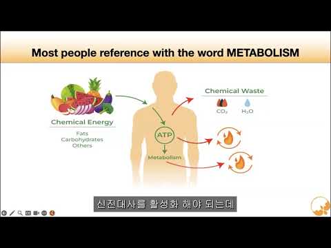 신진대사 기능 활성화