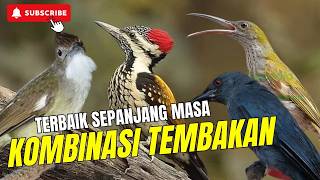  Masteran Tembakan Kasaran Sejalur  Tembakan Cungkok Kunti   Beset Panjang  Cililin Gacor