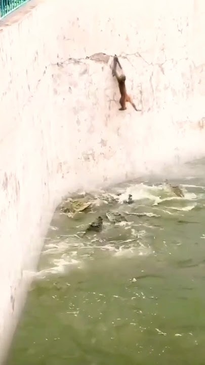 monkey vs crocodile 🐊/🐒 #wildlife #trending - YouTube