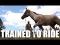 Marine Corps Horse Training