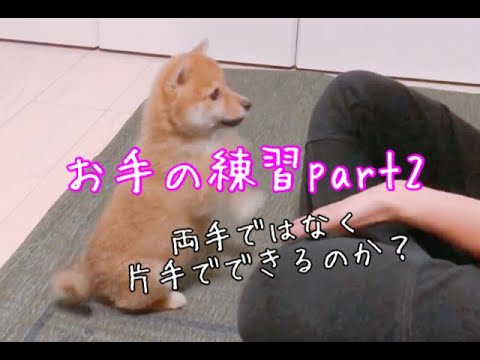 お手が両手になっちゃう柴犬の練習part2 Youtube