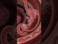 What Happen Inside Your Body When You Drink Wine 3D Digestion Breakdown #shorts #wine #health #viral