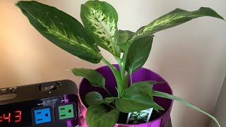 DIEFFENBACHIA SEGUINE  (DUMB CANE) | CANDY CANE | HAPPY SPRING  | CHERRIES  PLANTS