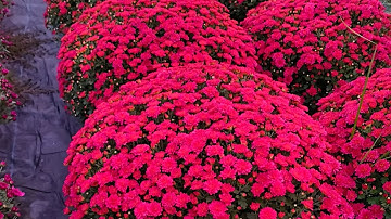 Cách trồng cúc mâm xôi Hàn Tết 2026 phần 4 - cập nhật 07/09 Âm Lịch