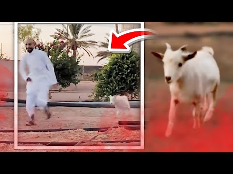 شدوق متغير سنابات ابوحصه وابوعجيب