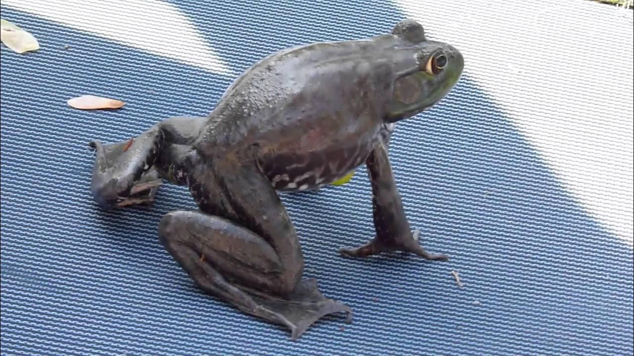 Bullfrog Characteristics - YouTube