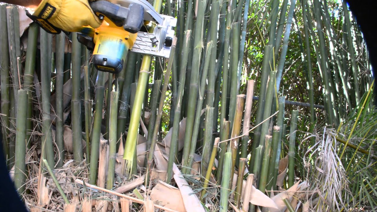 What is the best way to cut bamboo?