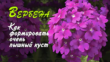 ВЕРБЕНА Как вырастить очень пышный куст