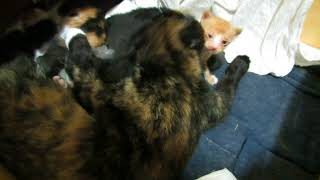 Cat Drama She Grooing Quite Long Time.