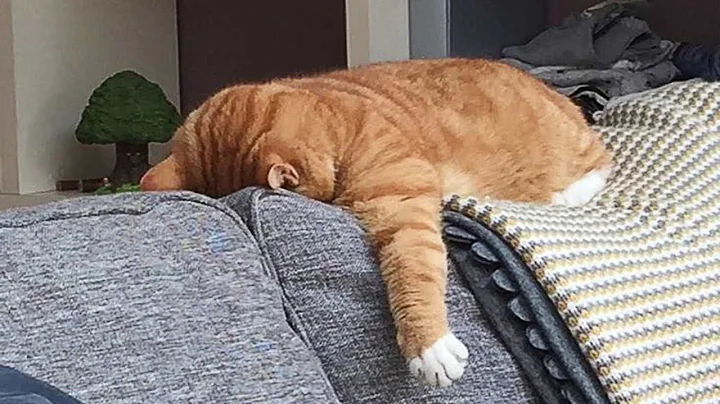 Video 9966961: cat furries funny, furry animals, laugh cats funny animal