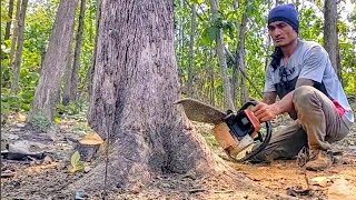 Amazing skills cutting down teak trees with a Stihl chainsaw