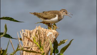 Кулики-перевозчики. Actitis hypoleucos. Птицы Беларуси.