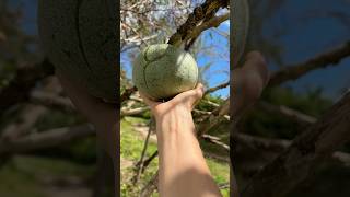 ДУМАЛА СЪЕДОБНЫЙ… THOUGH IT WAS EDIBLE… #fruit #nature #dominicanrepublic #tree #дерево
