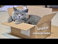 Реакция кота на маленькие коробки / Big cat and small boxes