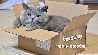 Реакция кота на маленькие коробки / Big cat and small boxes