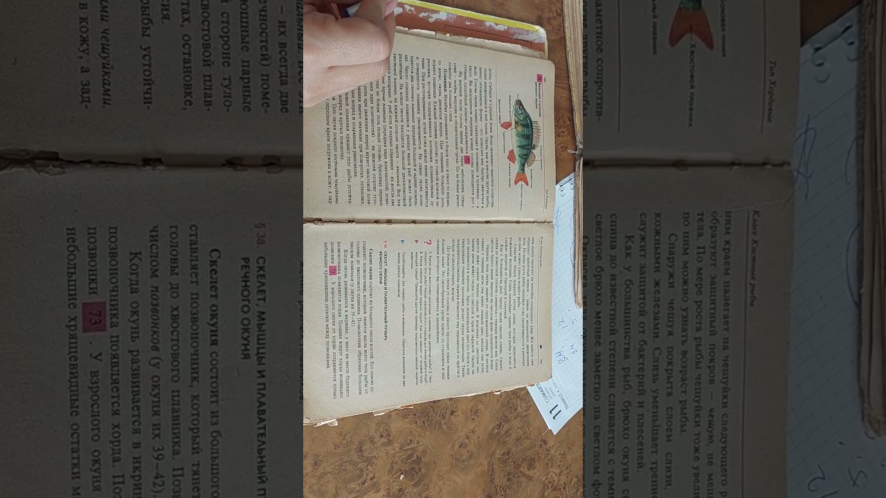 Xordalılar tipi-davamı