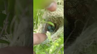 Beauty of nature # natural Bird eggs # Three eggs in nest stock # real nest # summer special camp