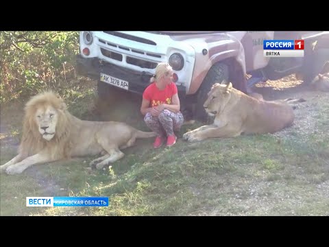 Укушенная львом кировчанка судится с владельцем крымского сафари-парка (ГТРК Вятка)
