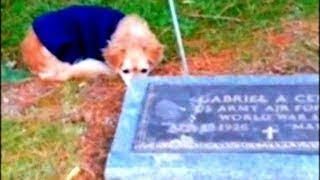 Dog goes everyday to his owner's grave, until one day they found out why