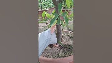 Bán cây dành dành cánh đơn gốc to thoát thân đẹp 0977973535