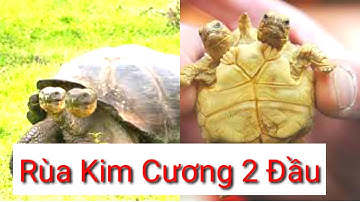 Chuyện lạ, Rùa kim cương hai đầu xuất hiện?