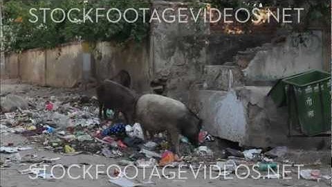 Pigs eating Garbage on the side of the street in India