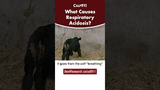 What causes respiratory acidosis in newborn calves?  #beefcattle #calving #calf911