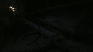 Does a tree make a sound when it falls?