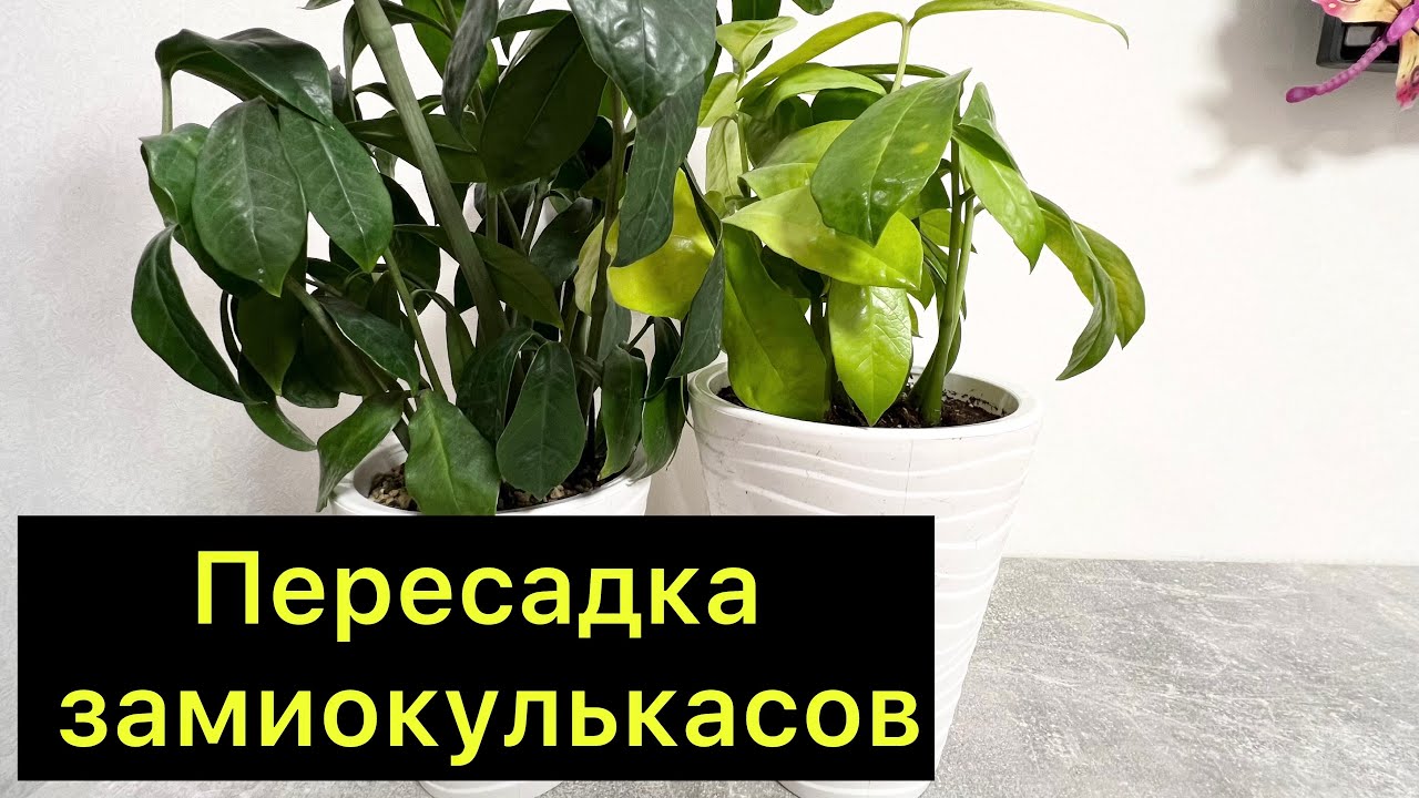 Пересадка замиокулькасов / #замиокулькас - YouTube