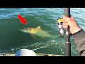 Kayak fishing turned dangerous monster shark