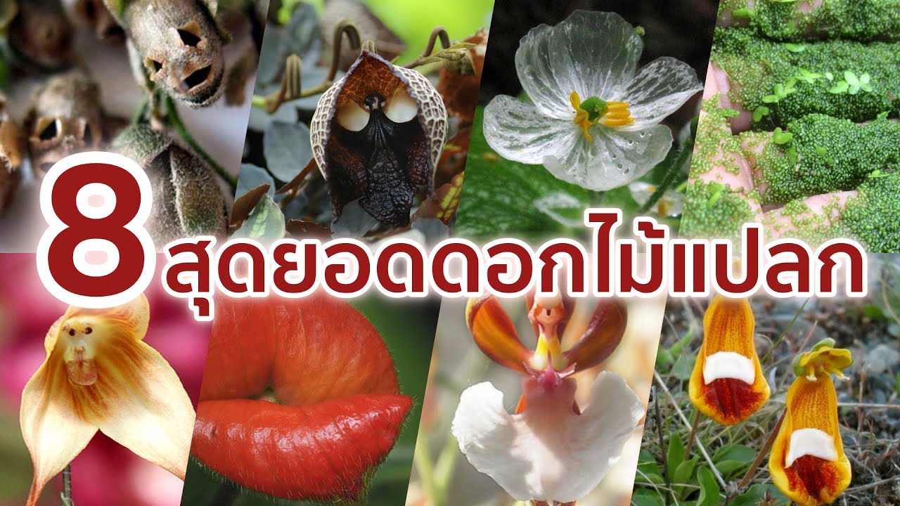 8 สุดยอดดอกไม้แปลกจากทั่วโลก