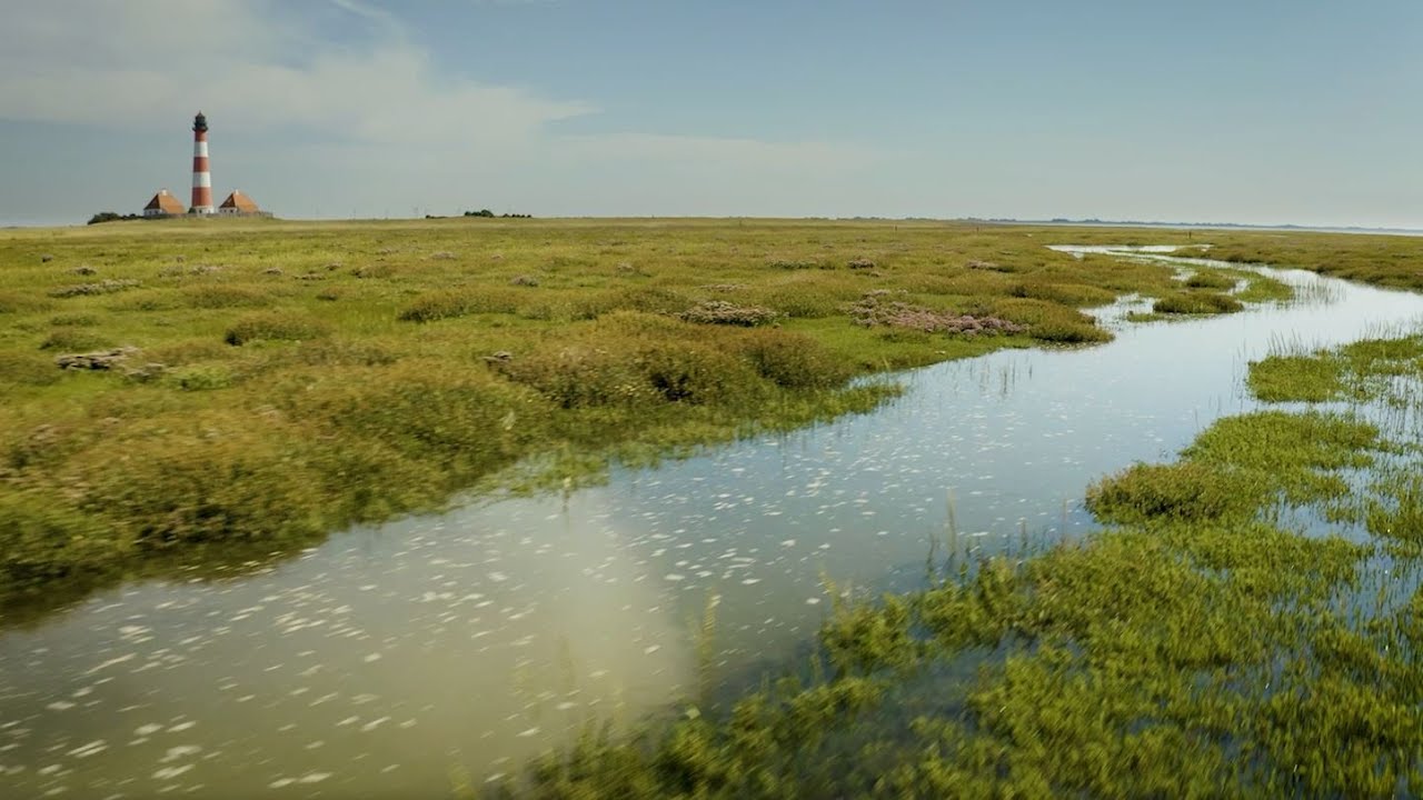 Kurs Natur 2030 (4/6) - Salzwiesen und Wattenmeer