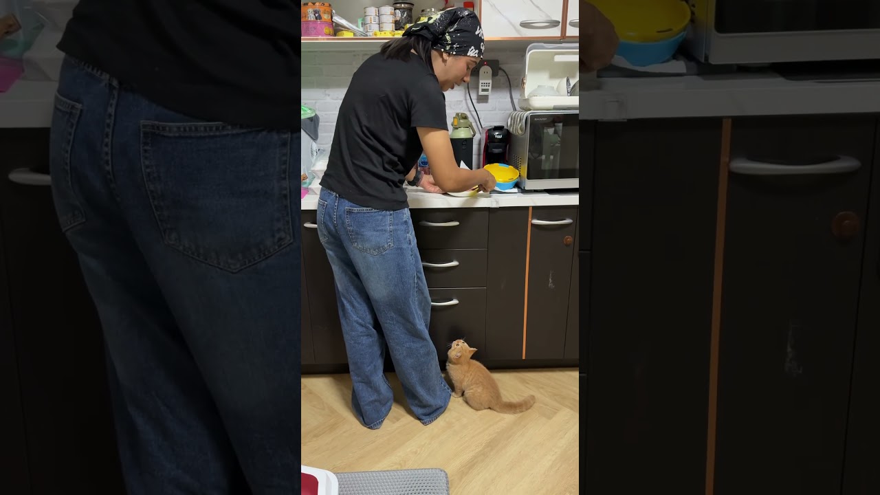 เด็กขี้ฟ้อง #แมว #cat #cutecat #cute #pets #funnycats #kitten #animals #แมวถังแก๊ส #meow