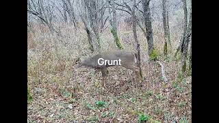 Live buck grunts and doe bleats during the rut.