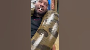 10 loài rắn khổng lồ nhất Thế Giới #snake #shotrs