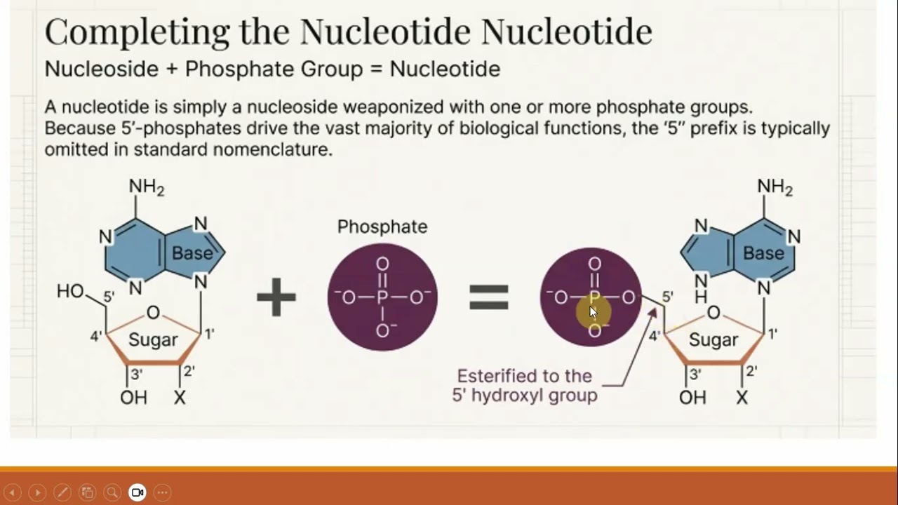 Nucleotides By Dr. Zubia