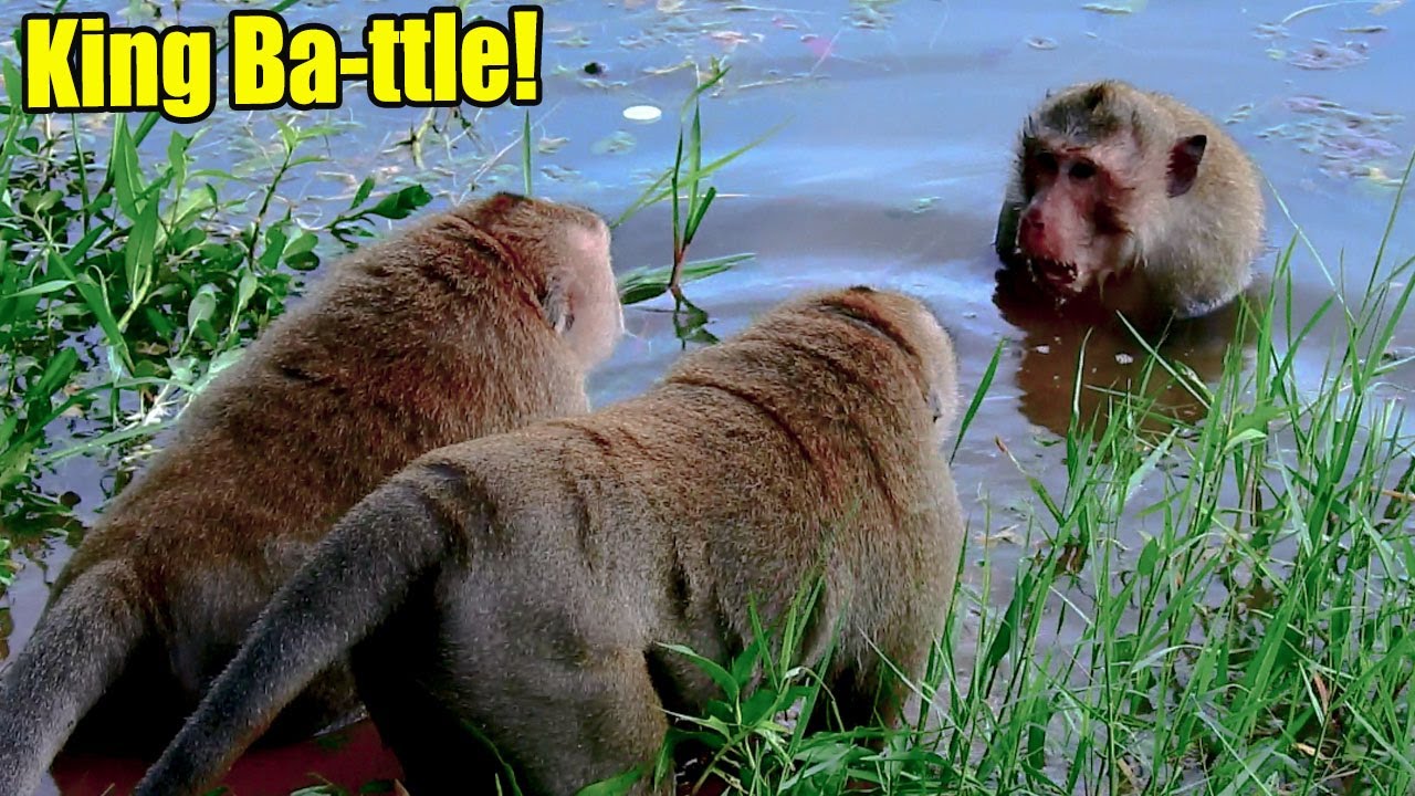 Carbzilla & King Ba-ttle! A Strong B-ig Monkey Wanted To Change The King In This Family.