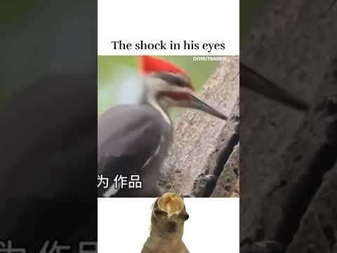 Wood pecker lost his beck #memes - Wood pecker lost his beck #memes