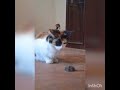 кошка поймала мышку. the cat catch the mouse