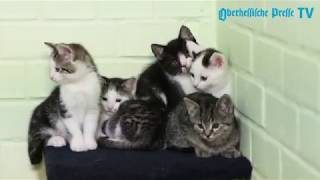 Katzenkinder im Tierheim Cappel