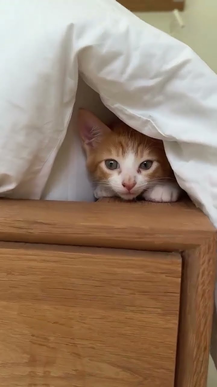 Bébé chaton très mignon ♥️ ♥️ ♥️ ♥️