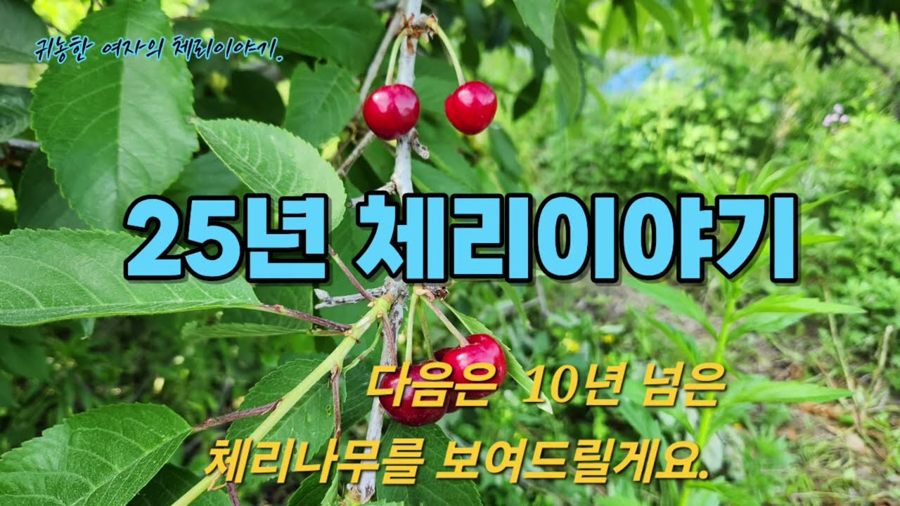 노지 체리의 2025년 총 결산 영주 다정한농원