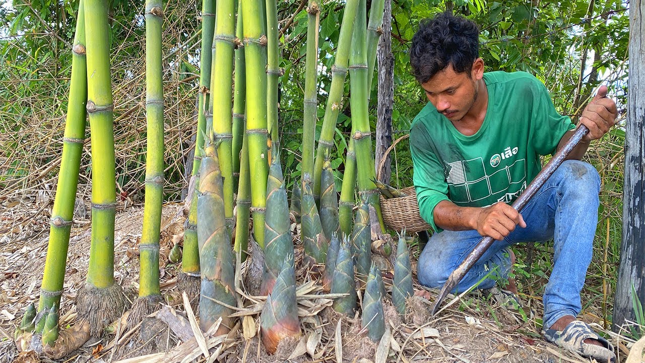 Harvesting Giant Bamboo Shoots / Preservation Process _ Pig Farmily ...