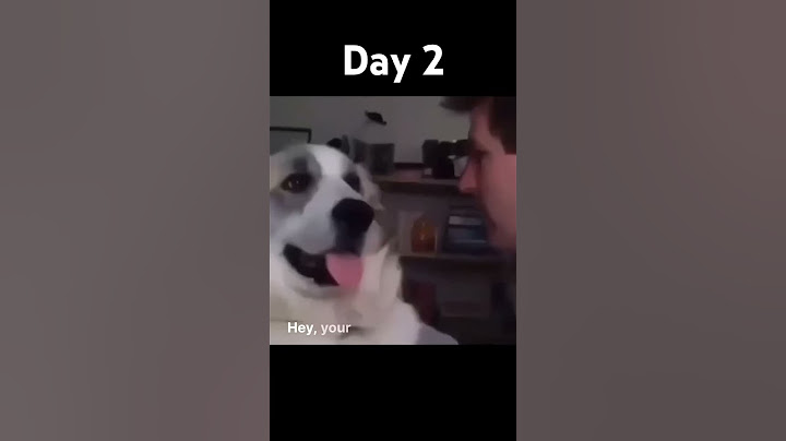Your mom looks like a dog #trendingshorts #trending #dog #funny #mom #slap #reel