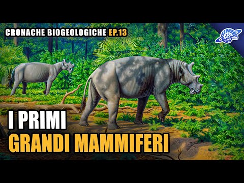 Video: Che cosa ha iniziato il periodo Paleogene?