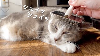 のんびり平和な休日の猫達