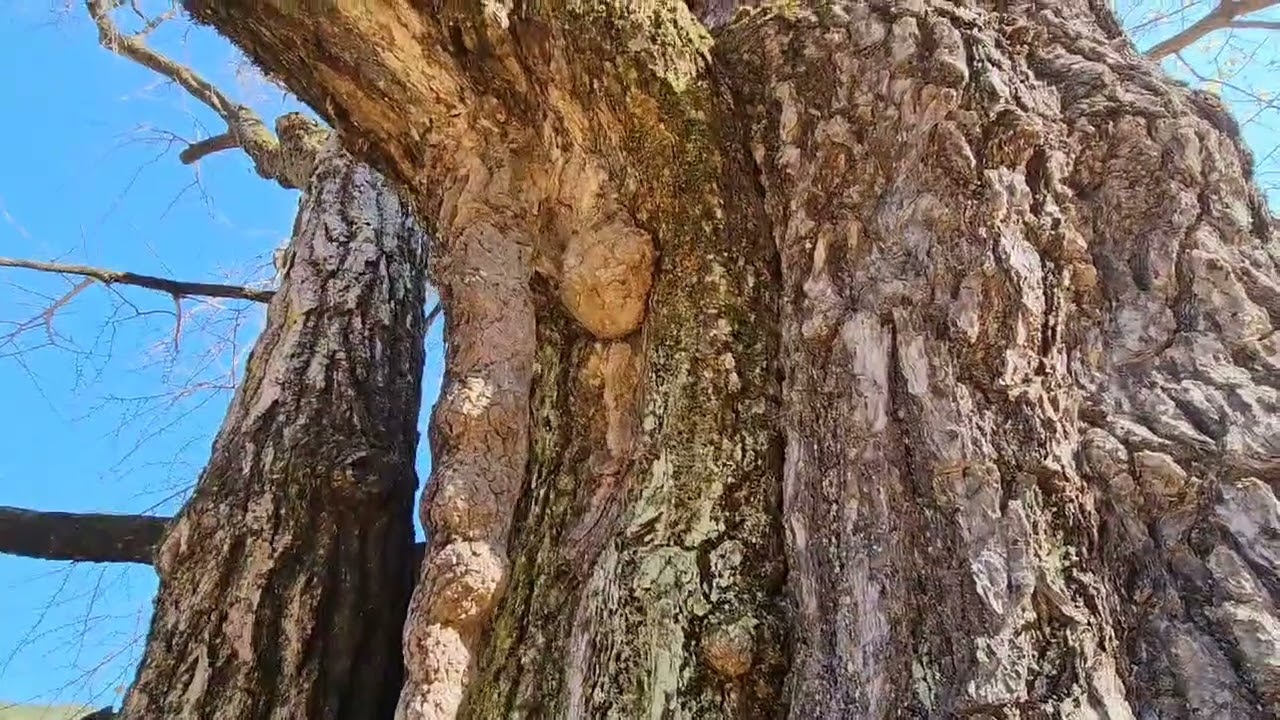 850년가까이된 은행나무와 화악산자락에 적천사 사찰을 소개합니다.