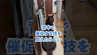 【柴犬】この背中は最強💕 #shiba #柴犬 #黒柴